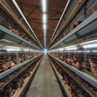Galinhas elétricas 3 tipo equipamento de 4 séries H de exploração avícola da camada da gaiola da galinha da camada