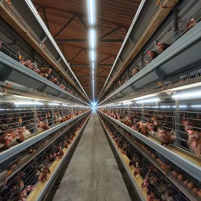 Gaiolas de bateria profissionais da camada do equipamento de cultivo da galinha