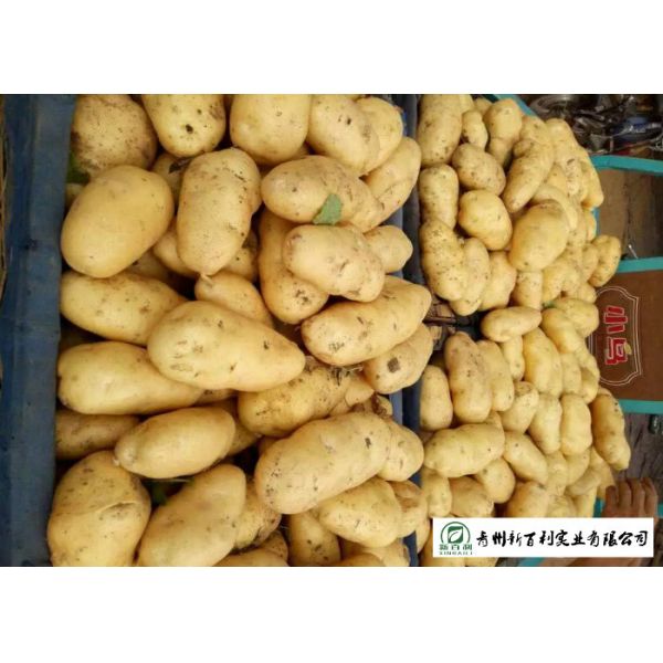 Own Planting Yellow Potatoes Skin Fullness HACCP / GAP Standard