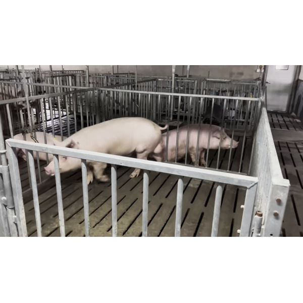 Animal Farming Galvanized Steel Boar Stall SUS 304