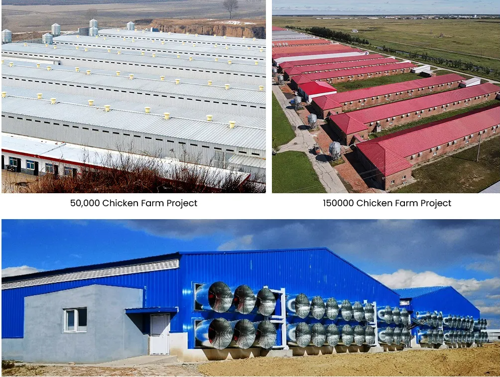 Automatic Poultry Feeding System for Smart Farming - Labor-Saving and Customizable Chicken Feeding Equipment