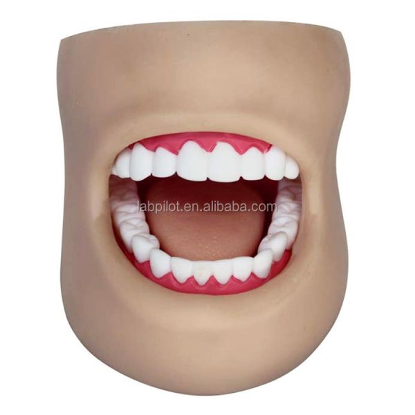 Modèle de soins dentaires en plastique de taille humaine avec visage et langue