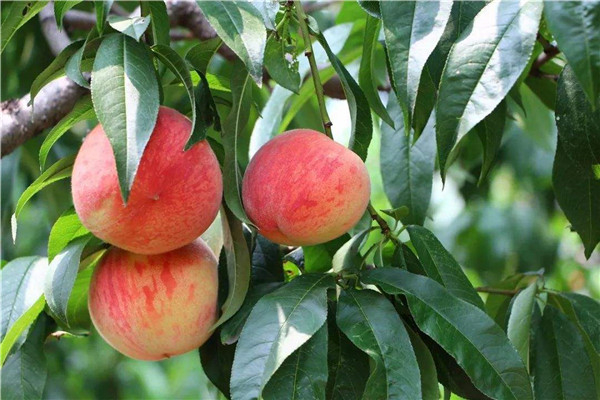 PH 9-11 Leonardite Organic Fertilizer Potassium Humate 80% Fulvic 50% Black Flake