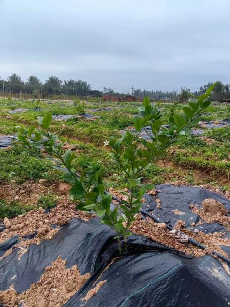 90gsm Eco-Friendly Weed Control Fabric Ground Cover Membrane Landscape Fabric 3ftx50FT