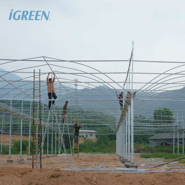 Invernadero con película plástica de 200 micras, tela de sombra, altura del techo 7 metros para fresas