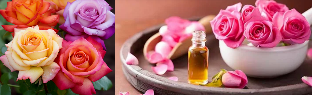  Fragrance Essence With Free Sample Indian Rose Essence Oil For Reed Stick &Cold Scented Candle& Diffuser Fragrance Making/Production 