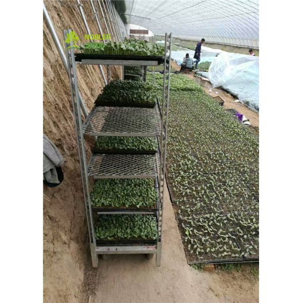 Вытяните чистую голландскую тележку парника вагонетки Кк вагонетки цветка, тележку цветка металла