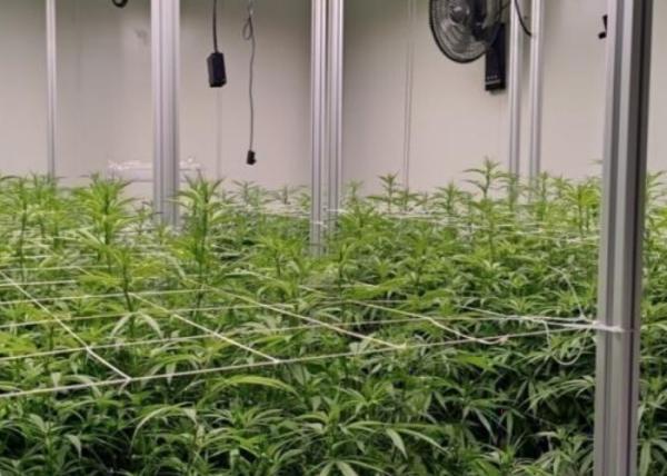 Sistema de hidroponia aeropônica personalizado para plantação de alta qualidade