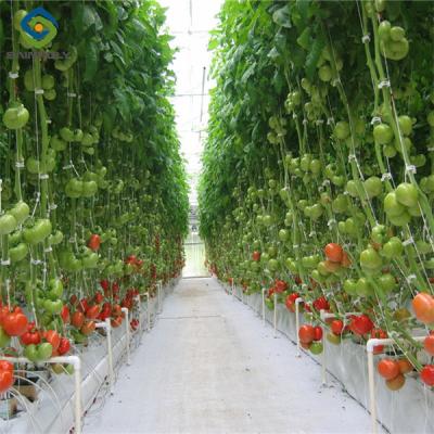 Sainpoly Tomato Greenhouse Agricultural Greenhouses For Vegetable Production
