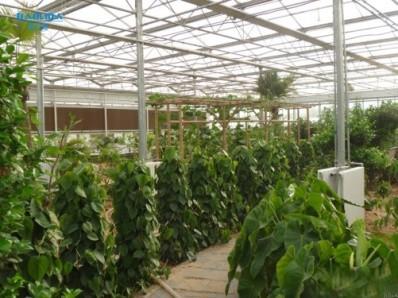 Estufa de vidro automática galvanizada de Venlo da tubulação de aço para o jardim botânico