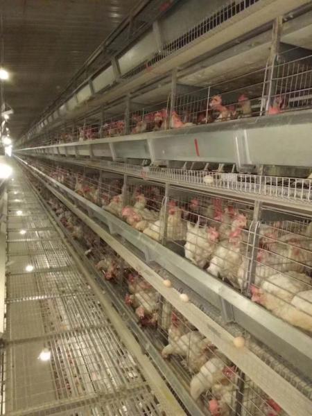 Durable H Type Poultry Breeding Cages Good Ventilation And Lighting