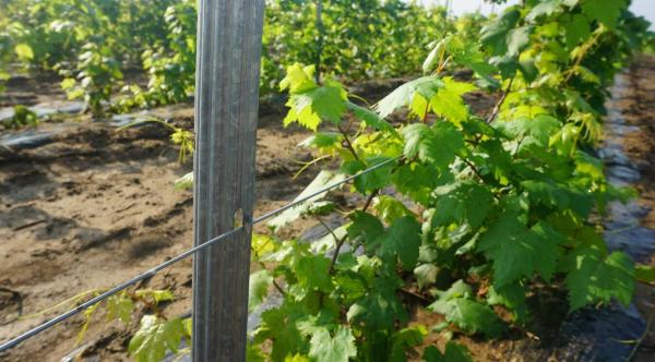 Hot Dipped Galvanized Garden Trellis Posts 50x34mm Size Simply Install Wire