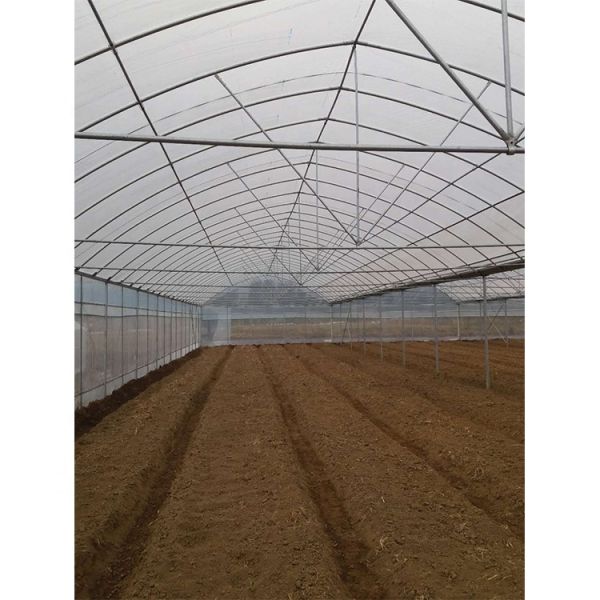 Пленочная многопролетная теплица с высотой крыши 5 м для овощей и фруктов
