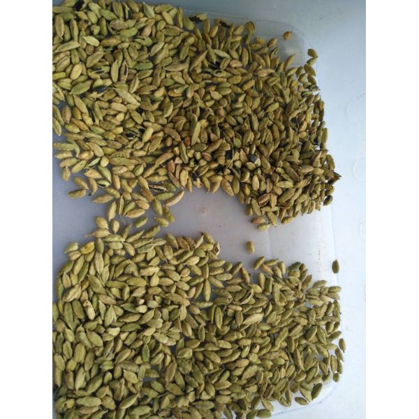 Good Quality Wenyao CE Certificated Cashew Color Sorter Machine Chestnut Color Sorting Machine