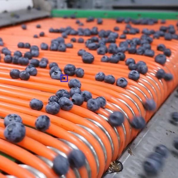 Système de commande PLC Machine de tri des myrtilles 380V 99,9% de précision