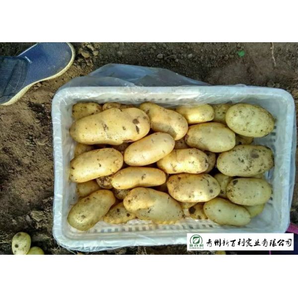 Delicious Fresh Potato Can Used As A Vegetable Or As A Staple Food