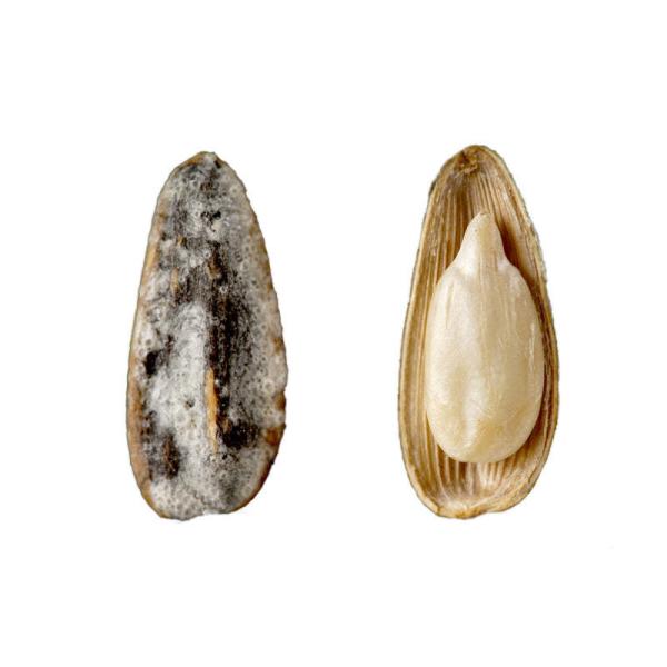 Europe imports and wholesale roasted sunflower seeds of various flavors