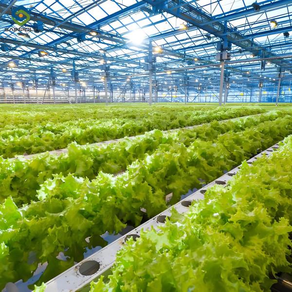 Lettuce Planting Hydroponic Farming Greenhouse Food Grade PVC NFT System