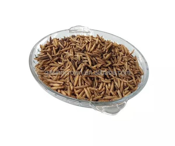 High Protein Black Soldier Fly Larvae Powder wholesale high protein black soldier fly larvae powder for animal feed