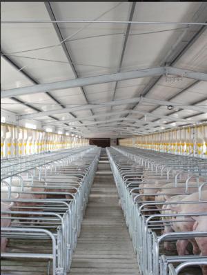 Physiological Parameter Based Design Pig Breeding Equipment RFID Intelligent Sow Management Cable Tray