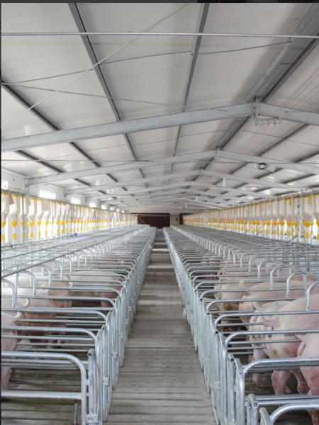 Physiological Parameter Based Design Pig Breeding Equipment RFID Intelligent Sow Management Cable Tray