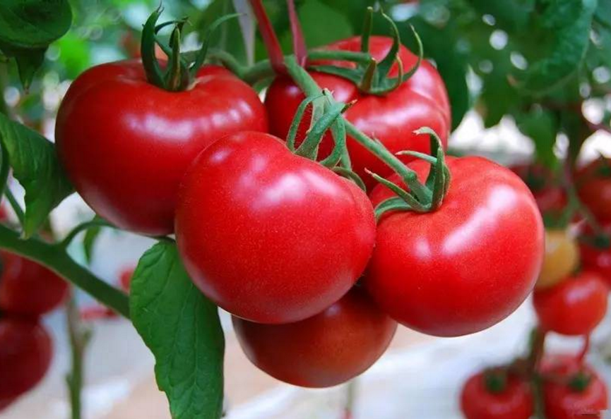 Organic Liquid Calcium Magnesium Fertilizer