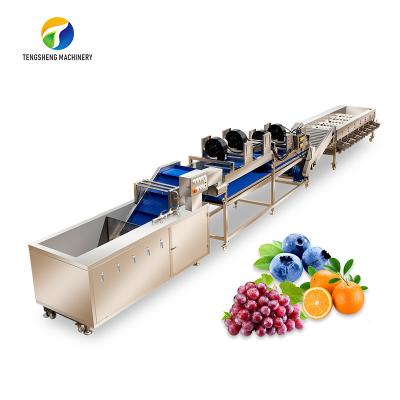 Linha de circulação da trasformação de frutos do furo, rolo de Tengsheng que transporta a linha de processamento vegetal