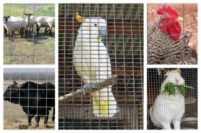 Criação de animais soldada de Mesh Roll Used In Animal do fio