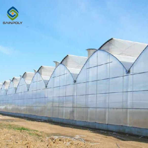 Agriculture Planting Large Plastic Film Multi Span Greenhouse 5.3m