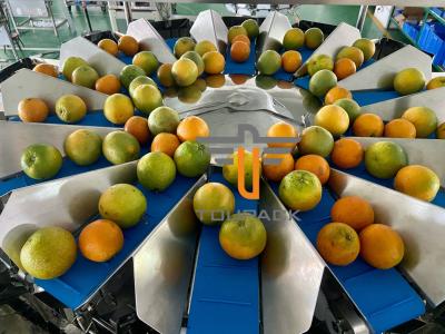 Pesador principal do produto comestível 5.0L das laranjas 14 Multihead