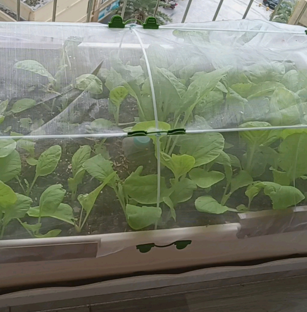 PVC 40mesh Insect Mesh Net Non Toxicity For Greenhouse Protections