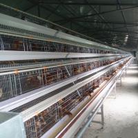 Q235A Gaiola de Galinha Camada de 3 Camadas Tipo A Equipamento para Criação de Aves