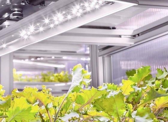 Steel Structure Hydroponic Container Greenhouse with Multi-Span Vertical Farming System