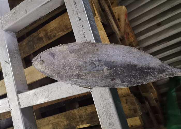 Весь круглый замороженный тунец желтопра