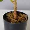 Artificial Plant Ficus Carica Fruit Plant Bonsai Tree Faux Plant Indoor Home Decor Plant Potted Plant Home