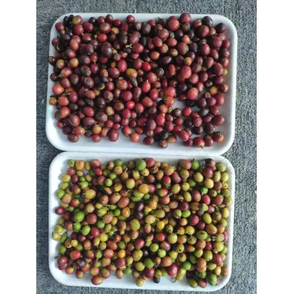 Optical Waterproof Belt Colour Sorter For Coffee Cherries Silkworm Chrysalis Frozen Vegetables