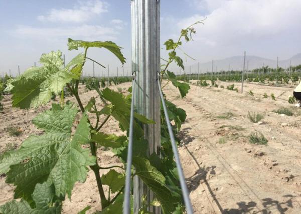 Pre Galvanized 54X30MM Steel Trellis System For Garden Plants Corrosion Resistance