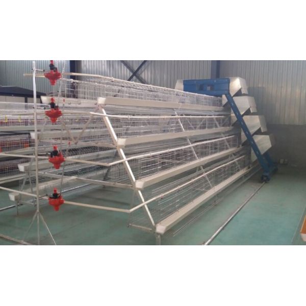 4 Tiers Livestock Farming Equipment Stainless Steel Tube Indoor Use