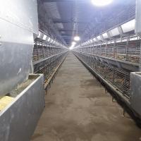 Tipo gaiola do equipamento H da grelha de Q235 HDG da galinha da carne de 1.0mm