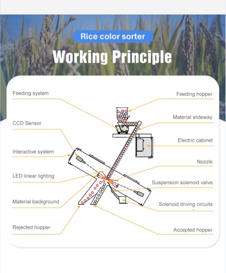 2025  Newest Model CCD Color Sorter Machine For Wheat Rice Sorghum Cereals