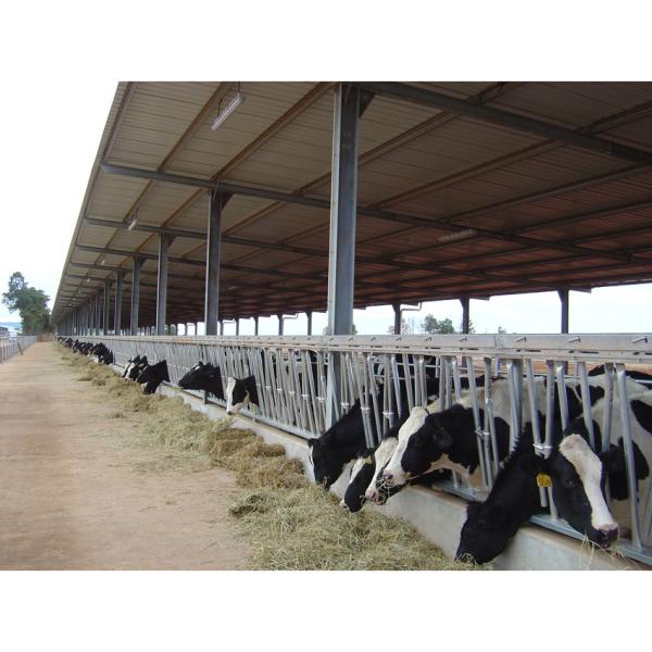 Construção de construções de aço para ovos