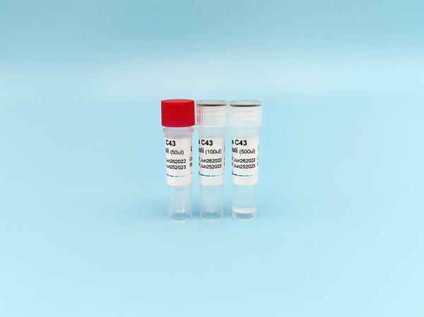 OverExpress C43 Competent E. Coli 48/96 Tests/Kit For PET Series PGEX PMAL Proteins