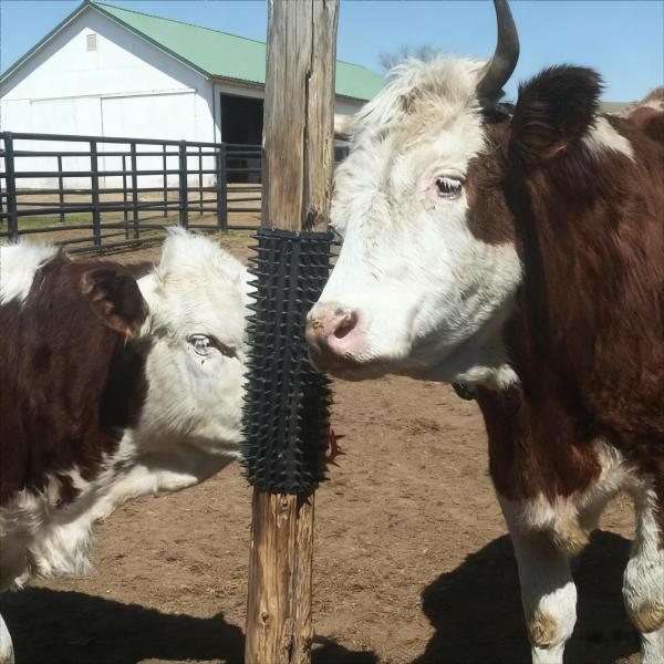 Black Plastic Livestock Self Scratching Board 33X42cm for Relieving Itchiness in Farm Animals