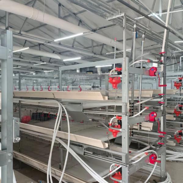 H Type Automatic Broiler Chicken Cage with Efficient Feeding System