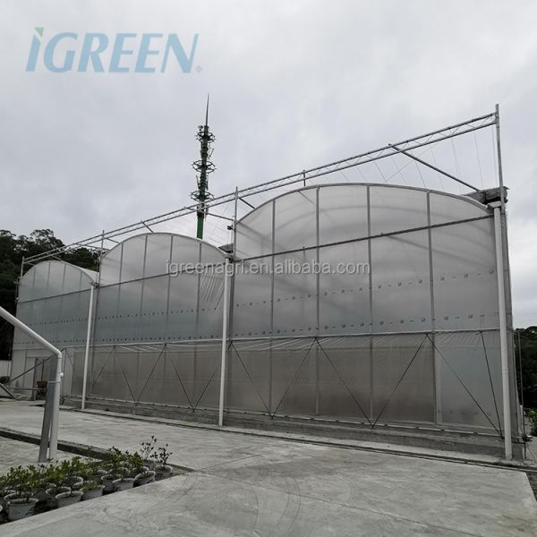 IGreen Tunnel Strawberry Greenhouses for Sale Price of M2 Agricultural Greenhouse