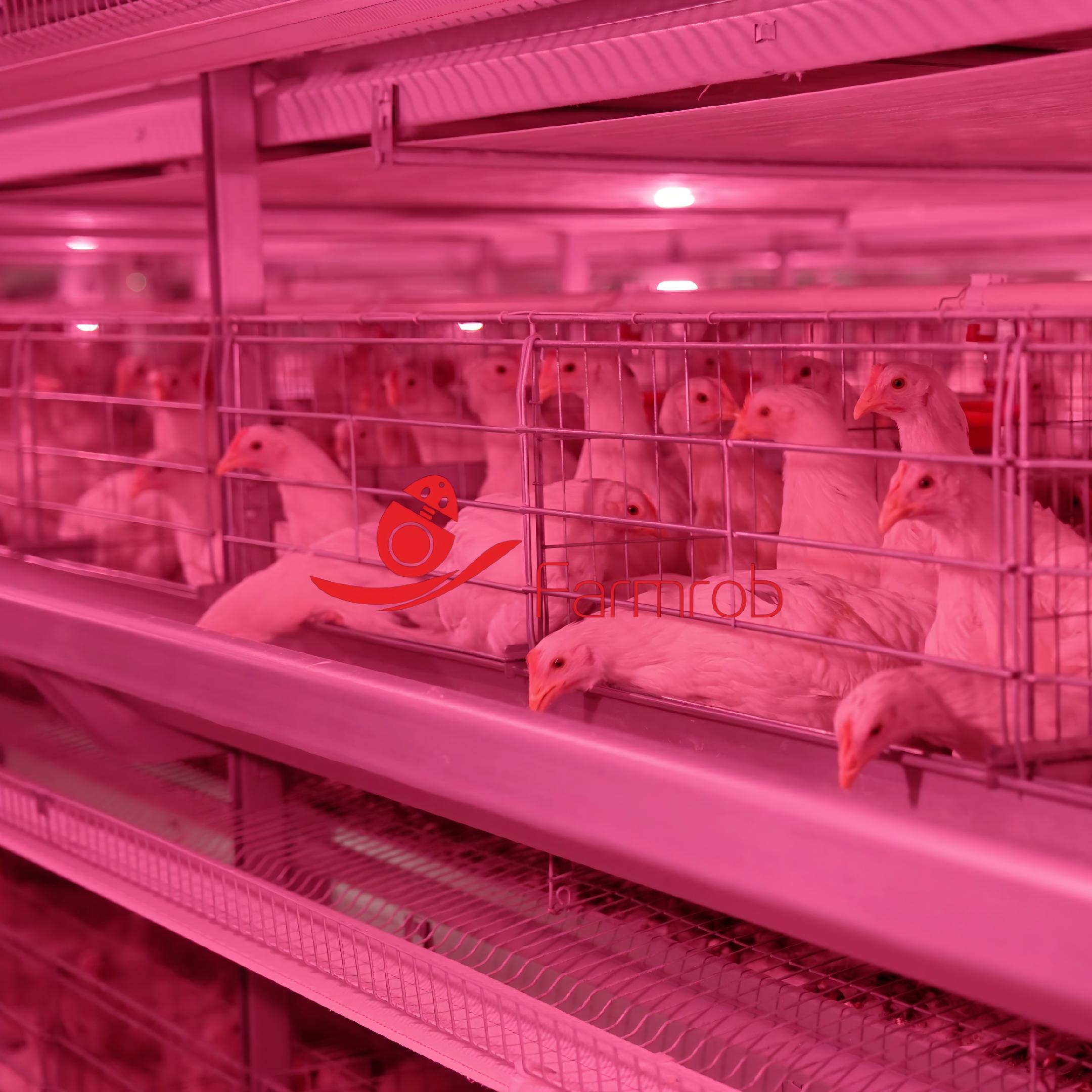 Large Capacity Commercial Poultry Operations Layer Chicken Cage System Corrosion Proof