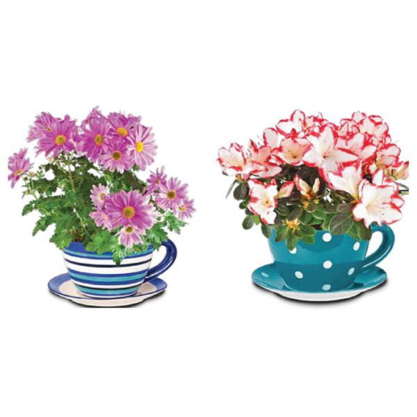 Garden Ceramic Jumbo Tea Cup Planters With Attached Saucer Stripe / Polka Dots