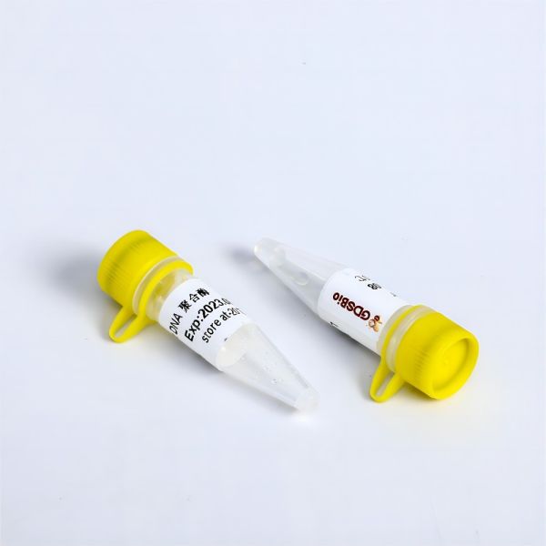 Anticorps Taq #P9131 #P9132