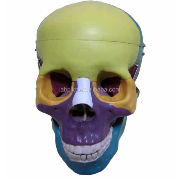 Human Life Size Skeleton Model Bones Model of Cerebral Cranium for Medical Study Aid