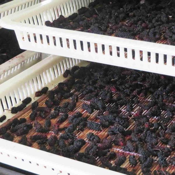 Industrial Winter Melon Fruit Food Cabinet Dryer Dehydrator 57KW 3000kg